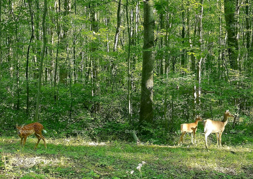deer grazing at Keystone Park