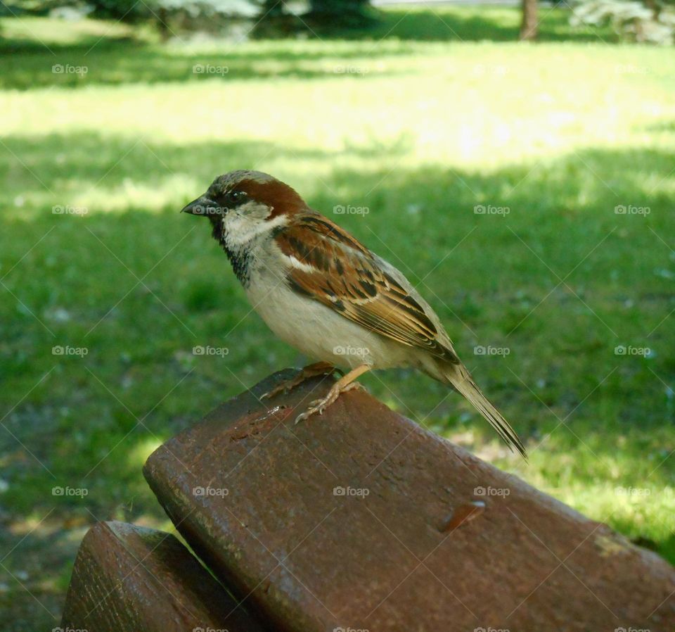 bird on a bench in city park, summer in the city