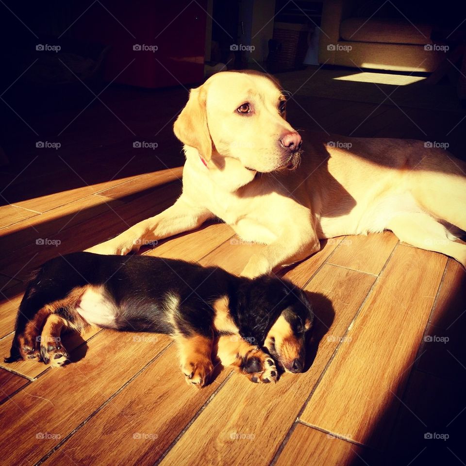 2 pups in spring sunshine