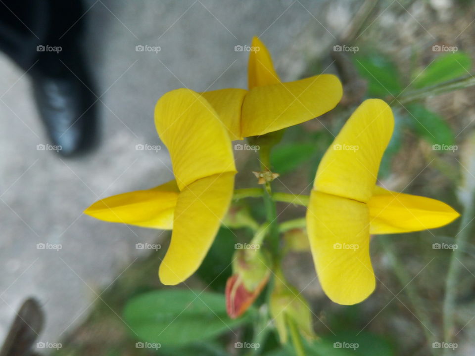 Nature, No Person, Summer, Leaf, Flora