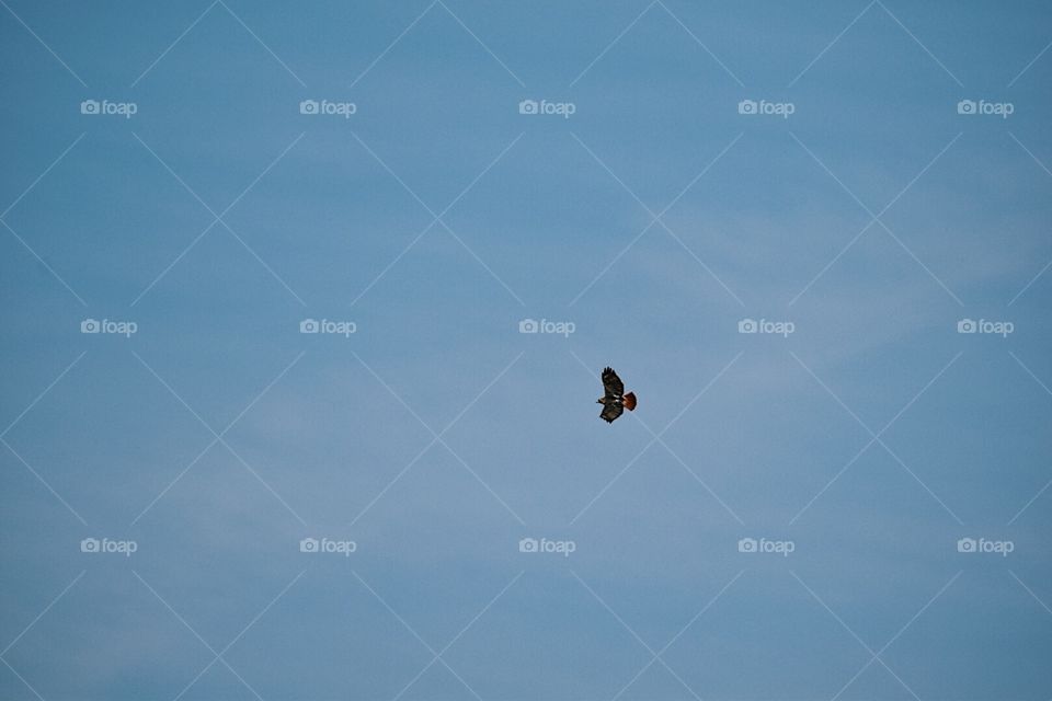 Bird flying in sky