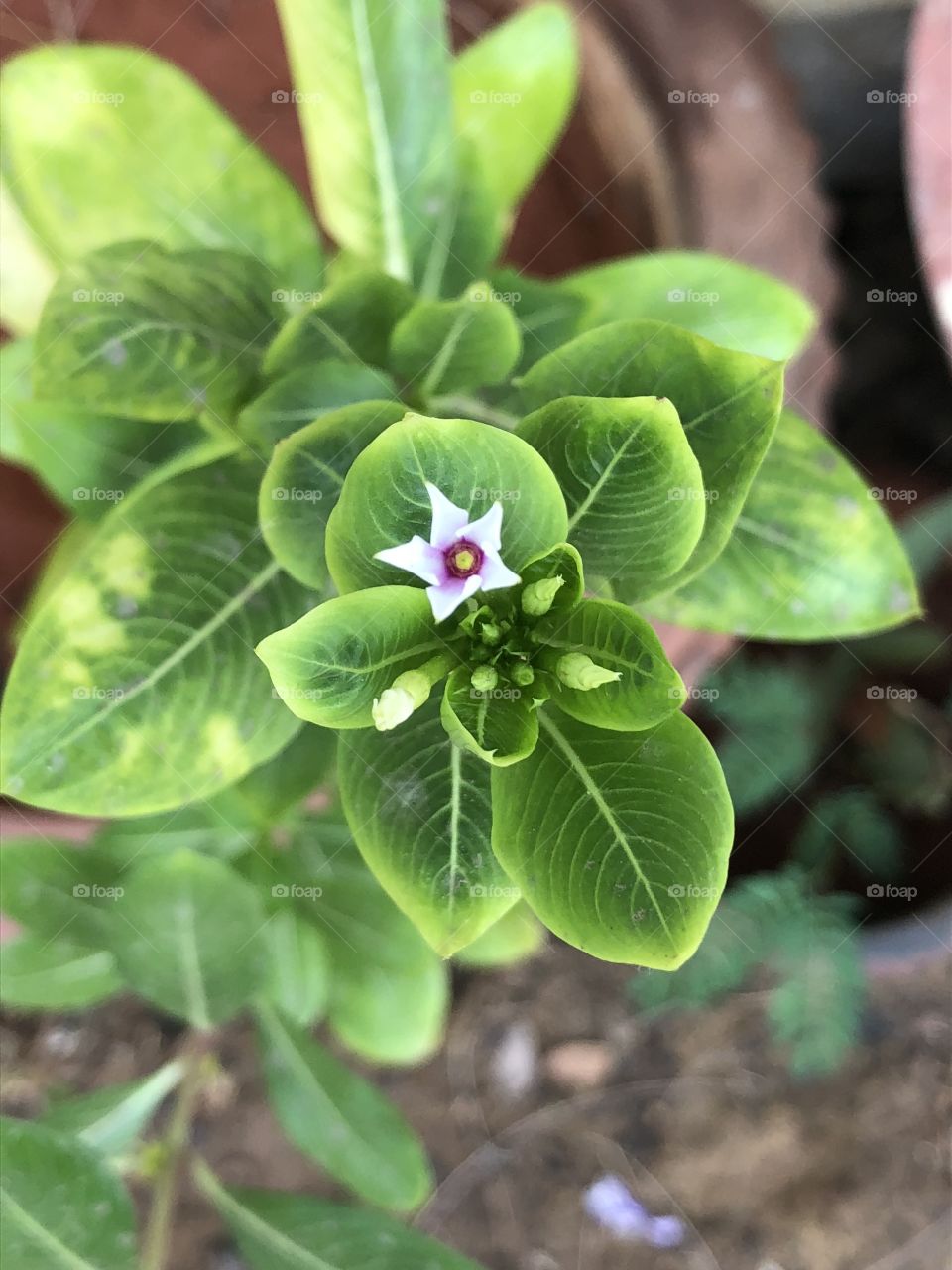 Green Plant with flower
