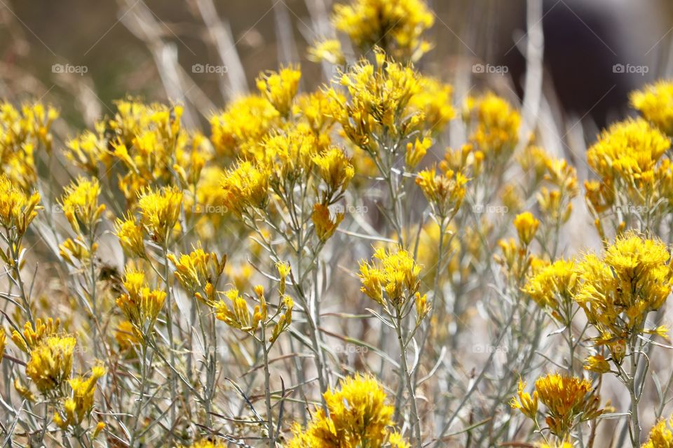 Nature, Flower, Flora, Field, Season