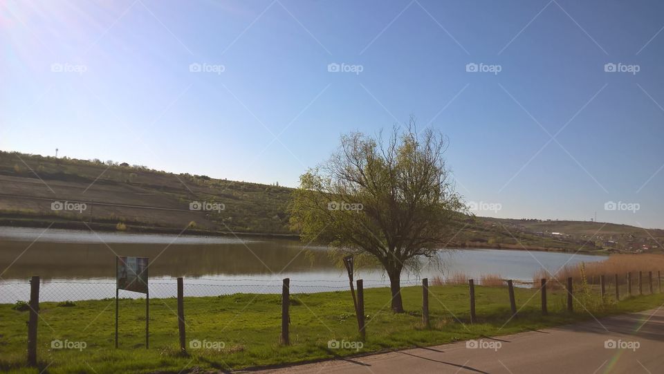 lake and tree