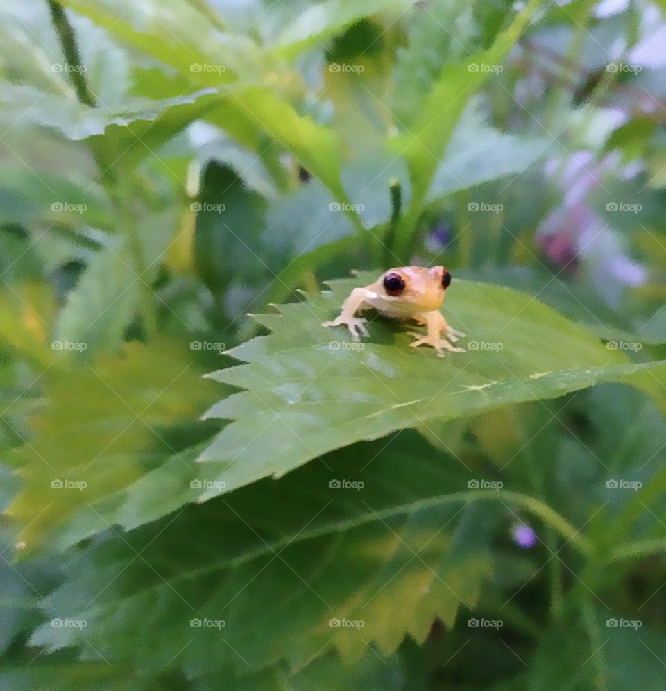 Baby tree frog 