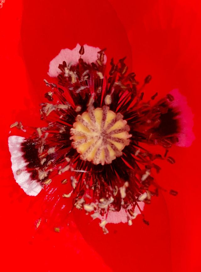 Corazón de la amapola