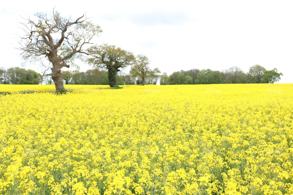 Rapeseed