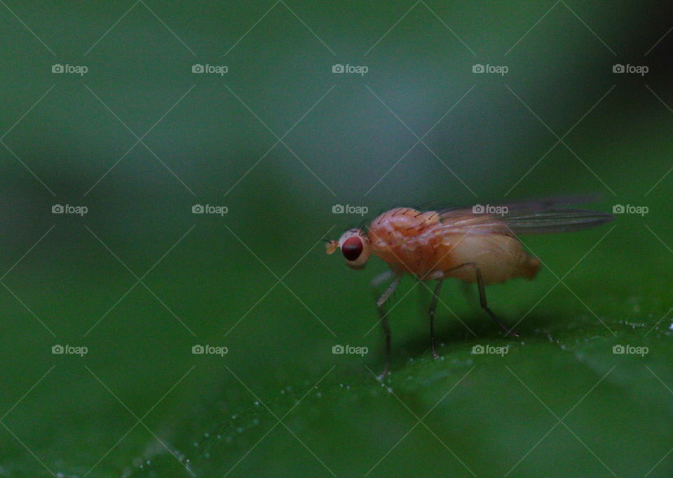 Small Fly On Leaf