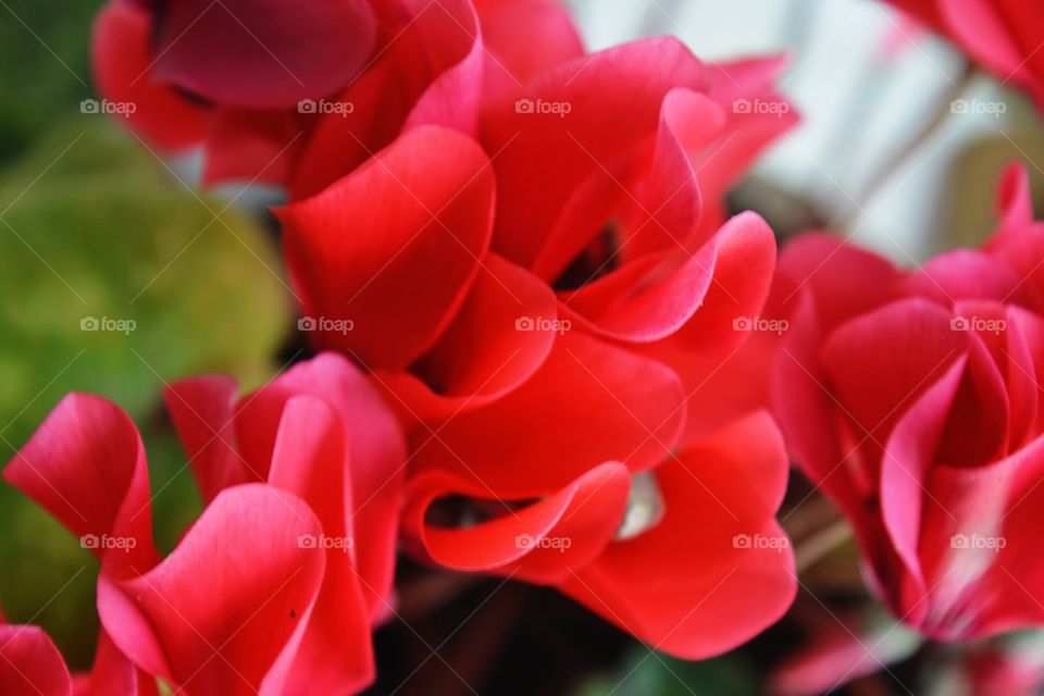 Closeup of red home flowers 