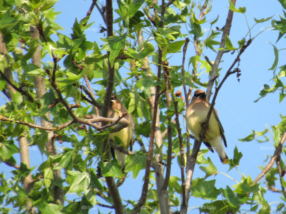 Cedar Waxwings