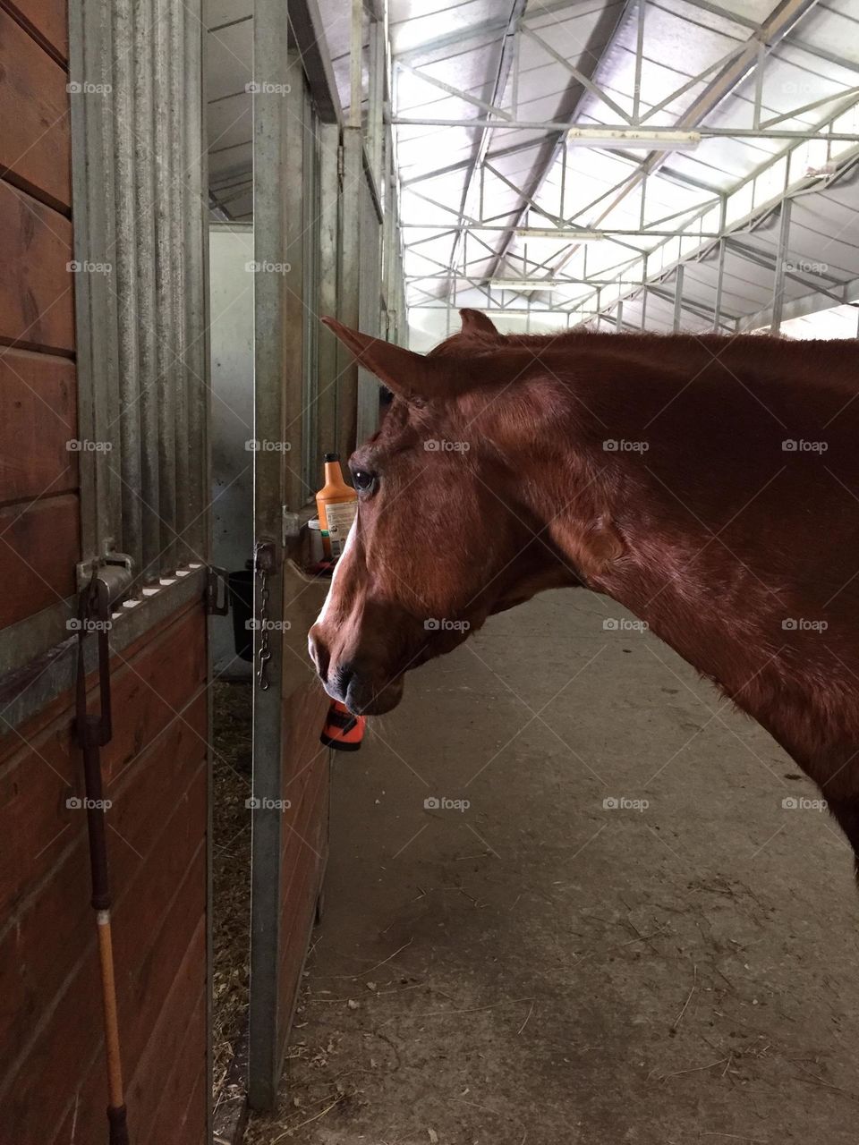Curious chestnut quarter horse gelding wondering what’s going on in the other horse’s stall with light coming through window and door partially opened