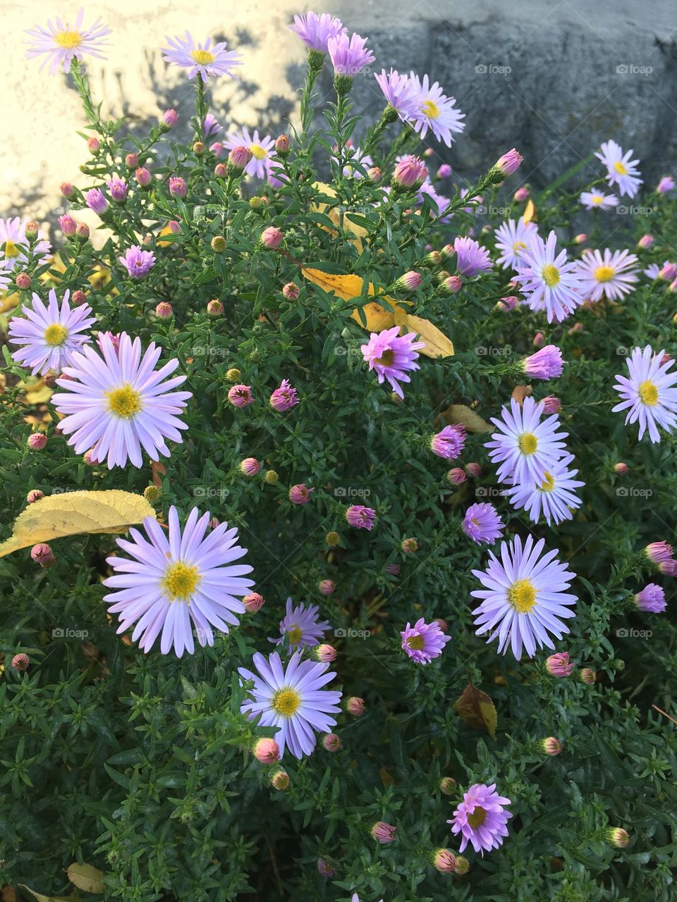 Autumn flowers and leafs 