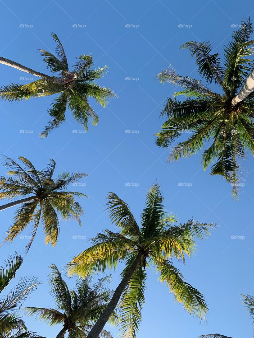 Palm trees against the sky