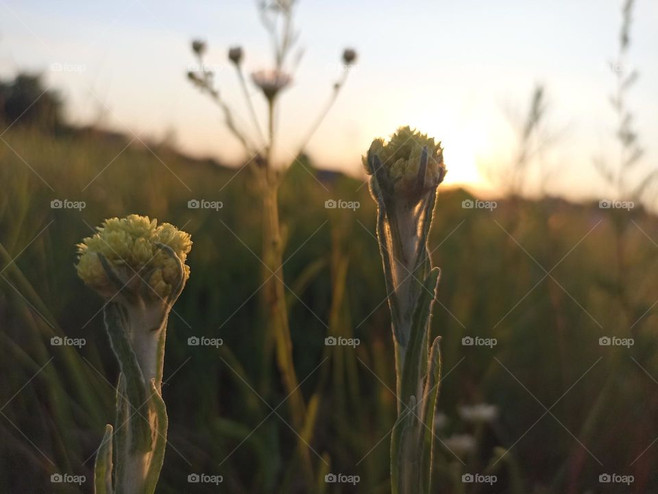 Helichrysum arenarium is also known as dwarf everlast, and as immortelle