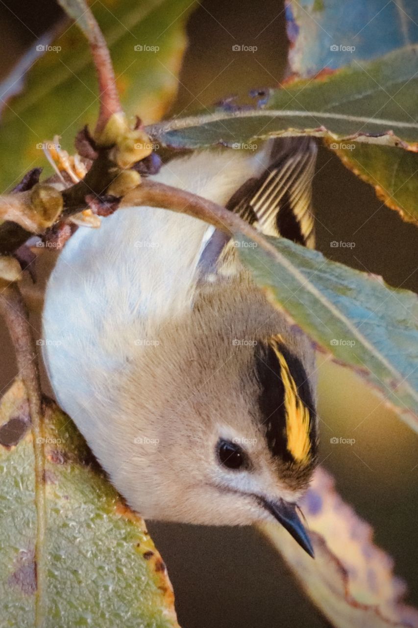 Goldcrest 