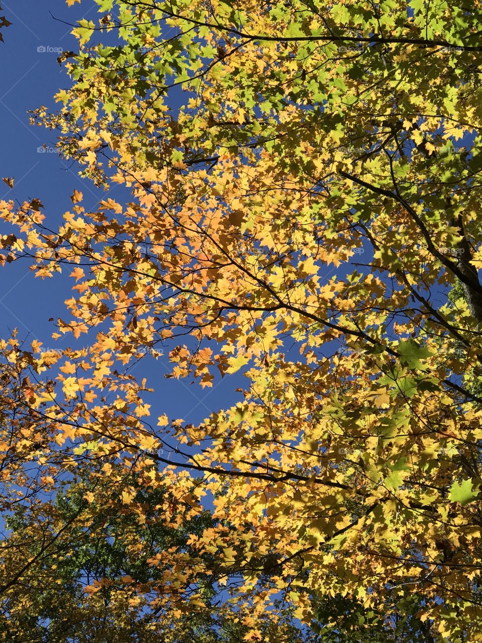 Fall

