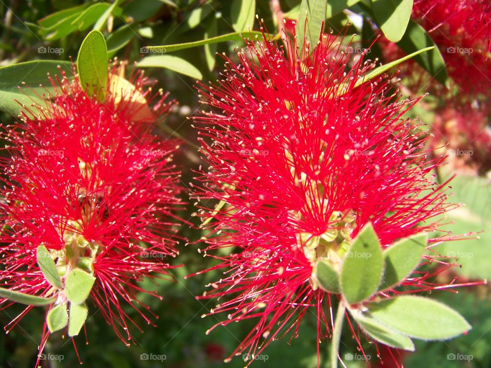Bottle Brush Tree in bloom.
