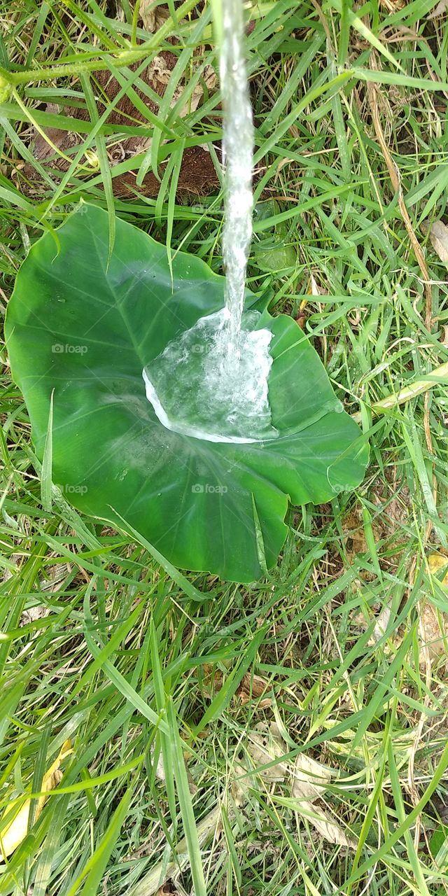 water fall on the green beautiful leaf in garde in nature.