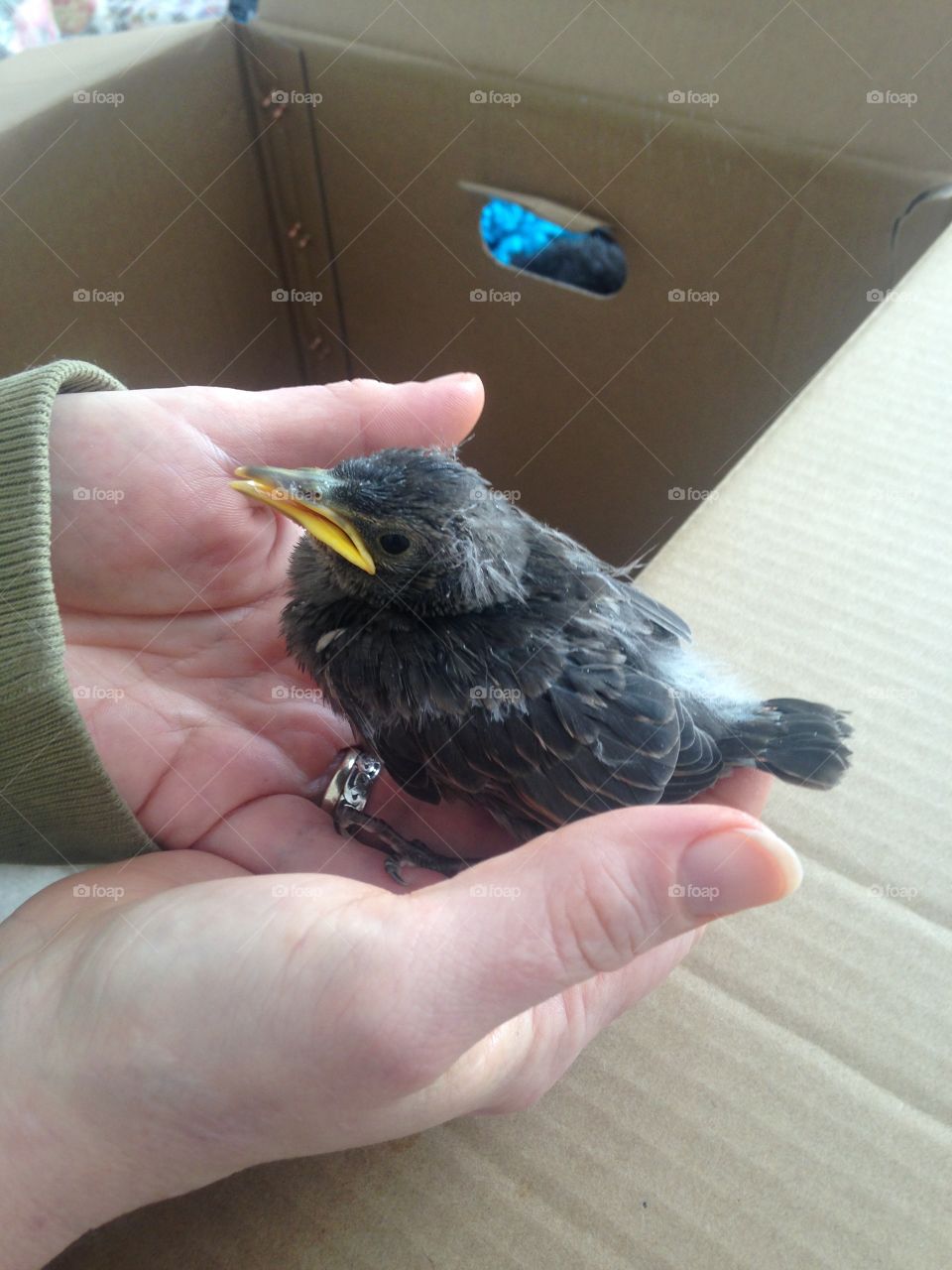 Kiki, a rescued fledgling starling who fell out of her nest on a city street, recovering nicely from dehydration and extreme hunger