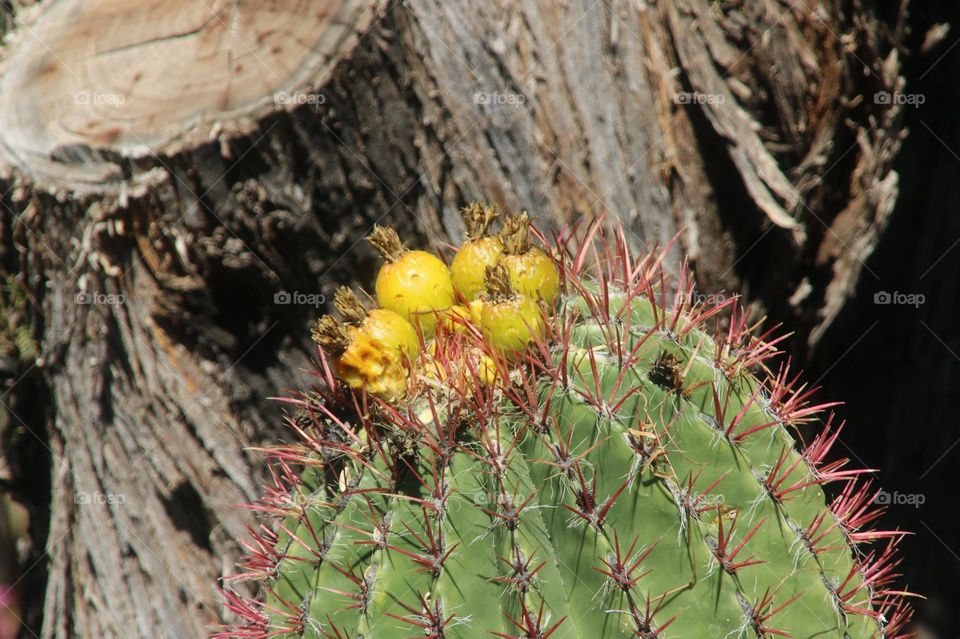 Yellow Bulbs on Cactus