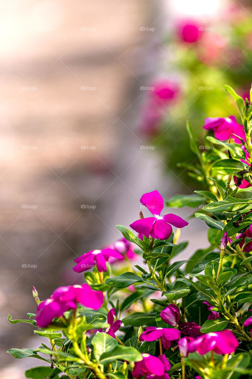 plants in the middle of the street