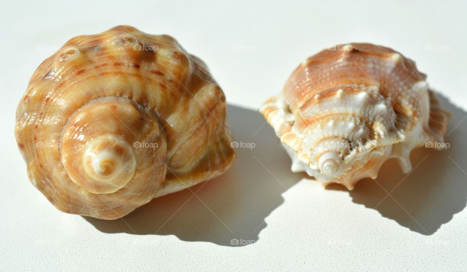 Shellfish, Snail, Shell, Seashell, Conch