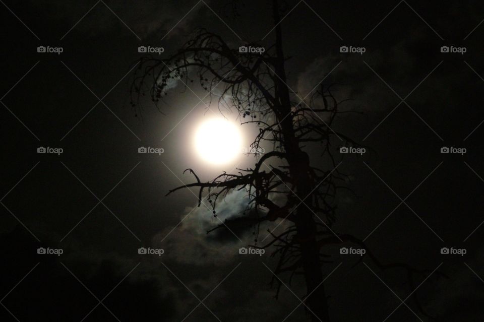 the moon behind clouds and framed by the branches of an old dead tree in Yellowstone National Park