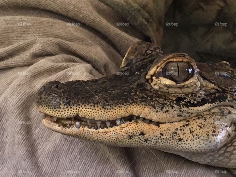 Baby alligator up-close and personal.