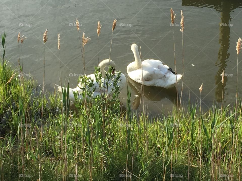 Swan couple on NJ  lagoon