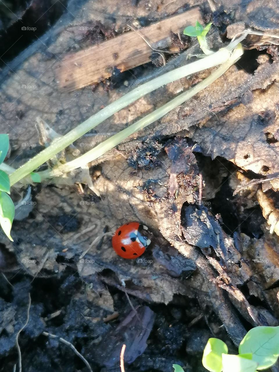 Ladybug