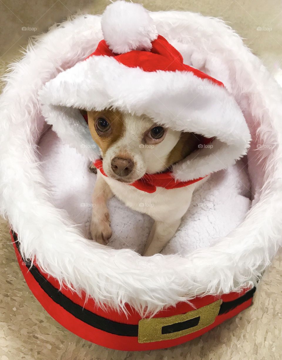 Chihuahua all decked out for Christmas - santa hat and bed