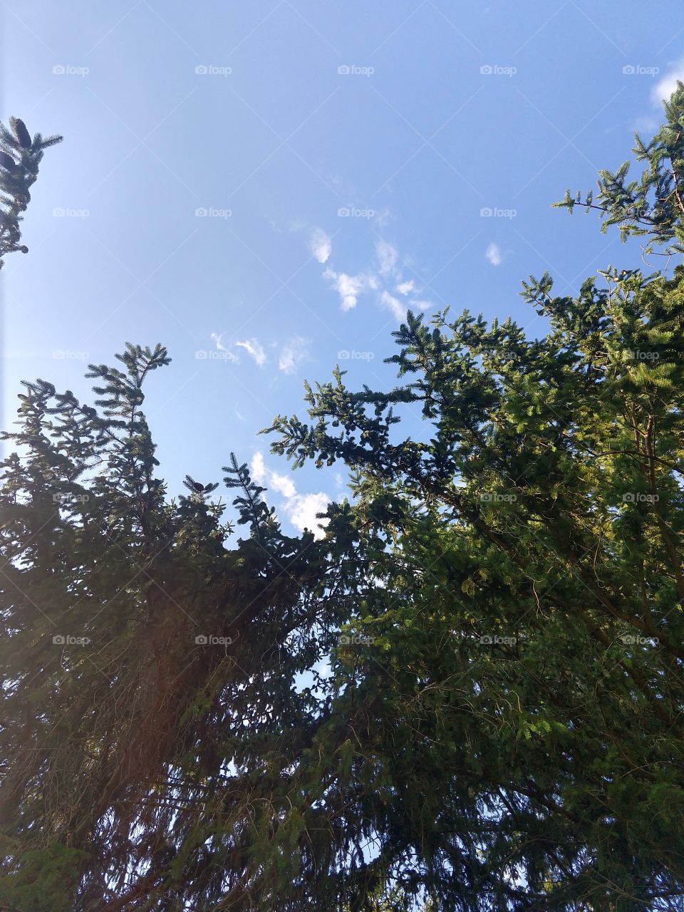 green pines blue sky