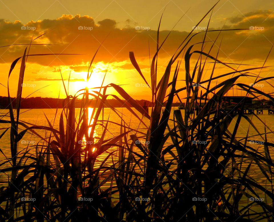 Silhouette of reed during sunset