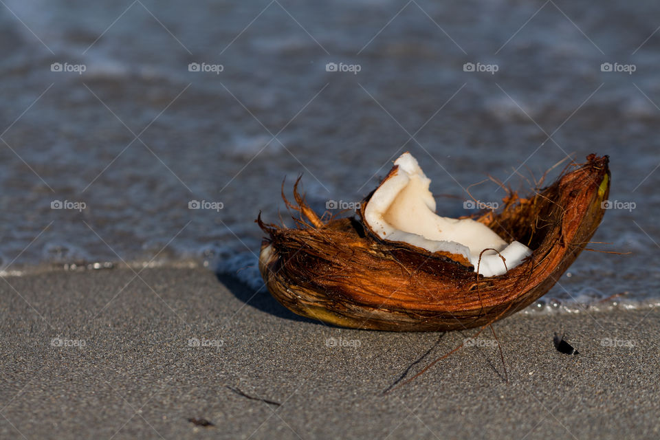 coconut in the beach
