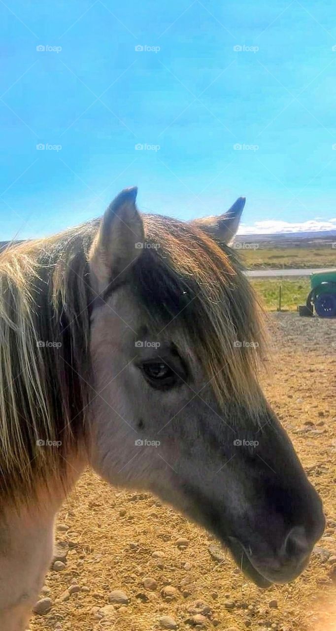Horse in Iceland