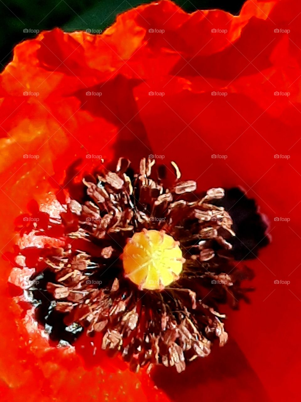 closeup of inside of a red poppy flower