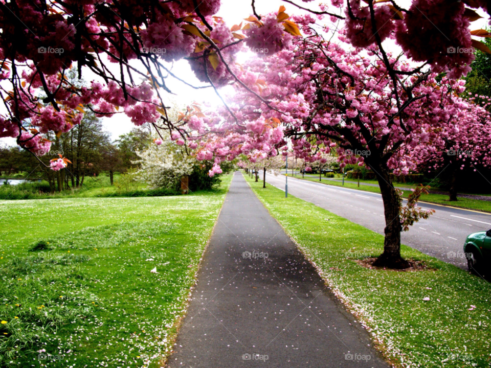 Tree, Flower, Cherry, Garden, Park