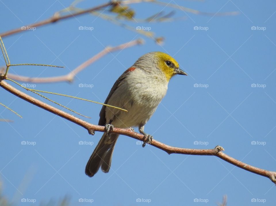 Beautiful  Verdin