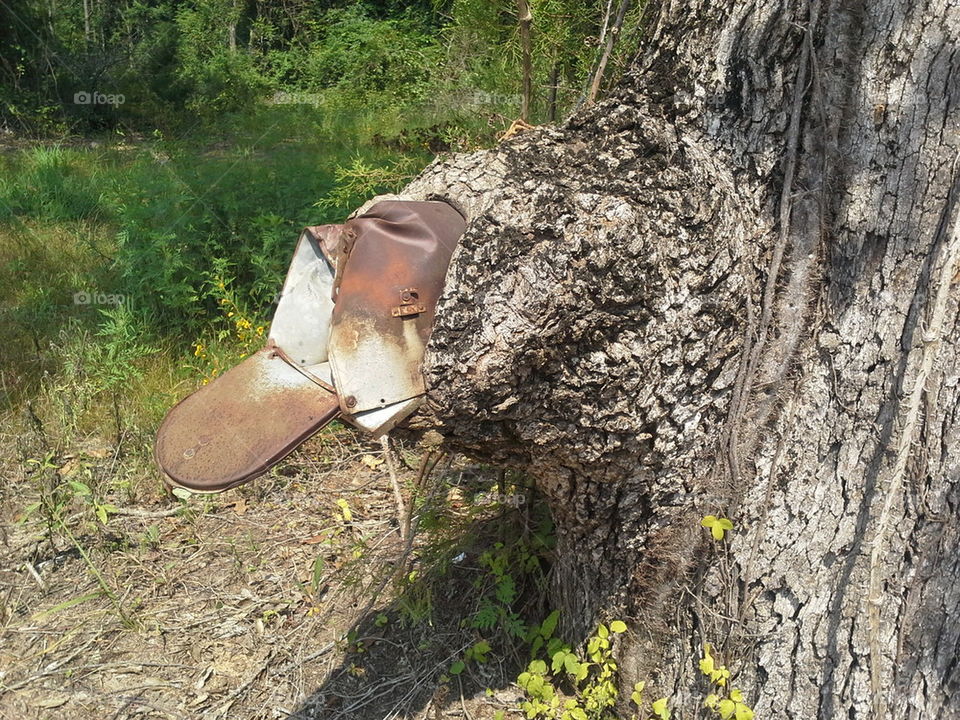 Old mail box on a tree
