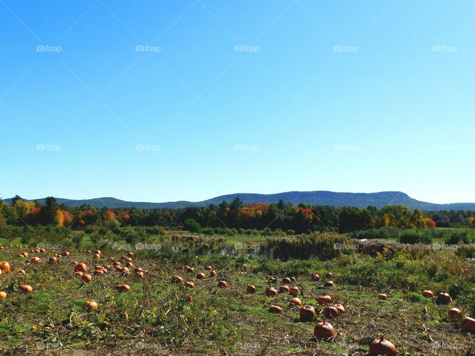 Pumpkin patch