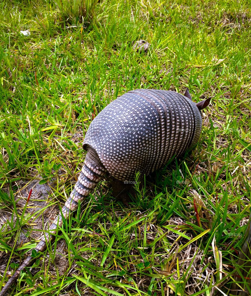Armadillo on grassy land