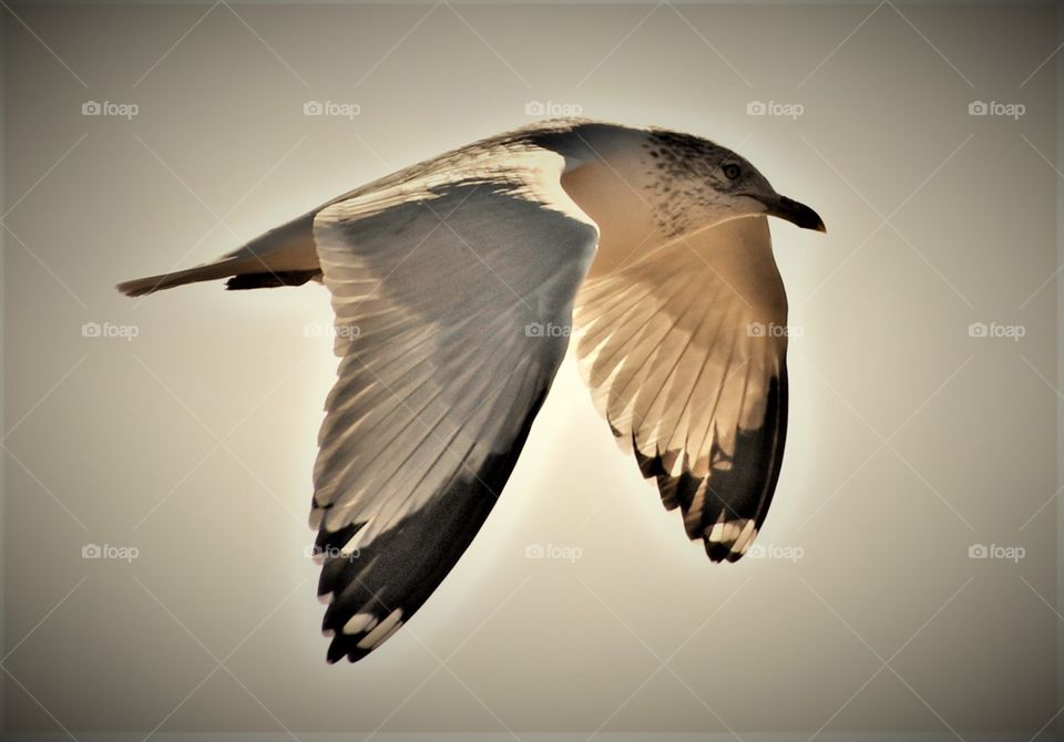 Seagull in flight