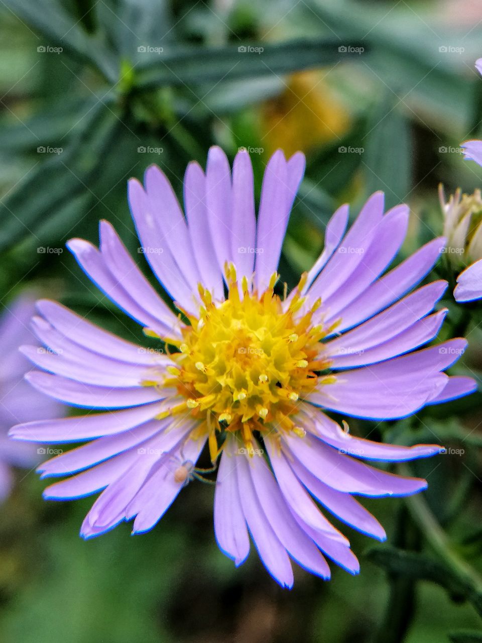 Spider on the flower