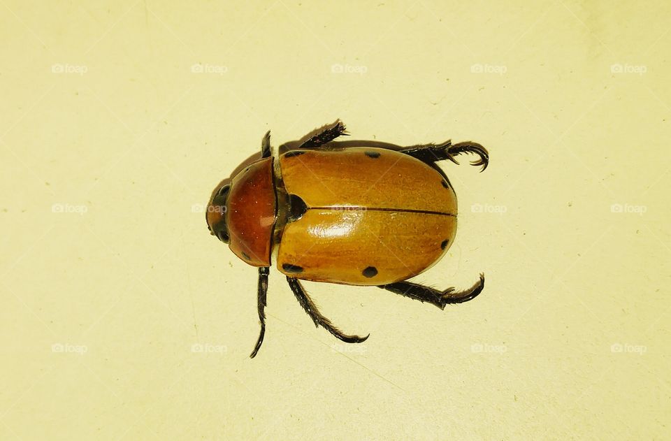 unknown beetle. Taken @ work