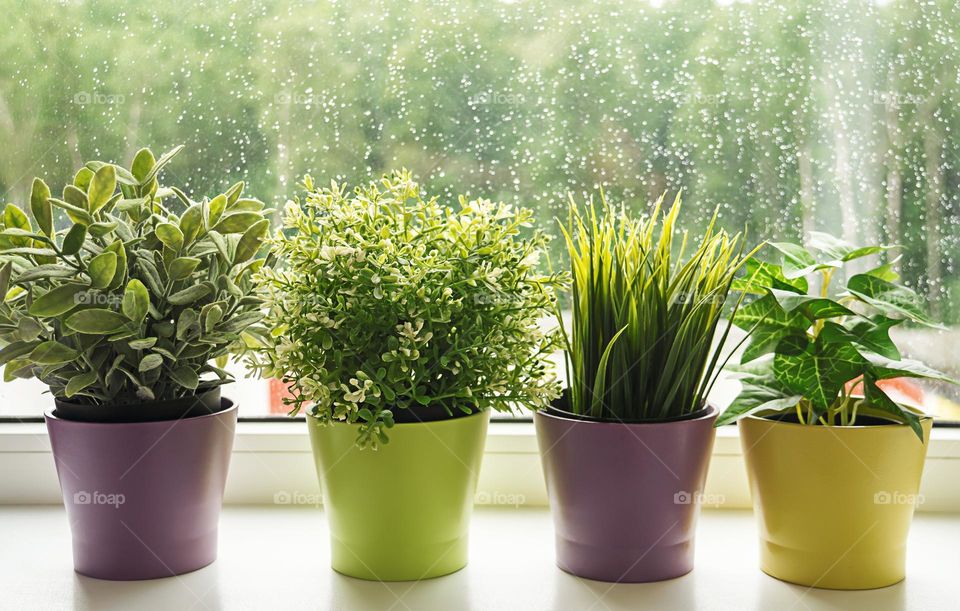 Four houseplants on the windowsill in front of a window with raindrops.