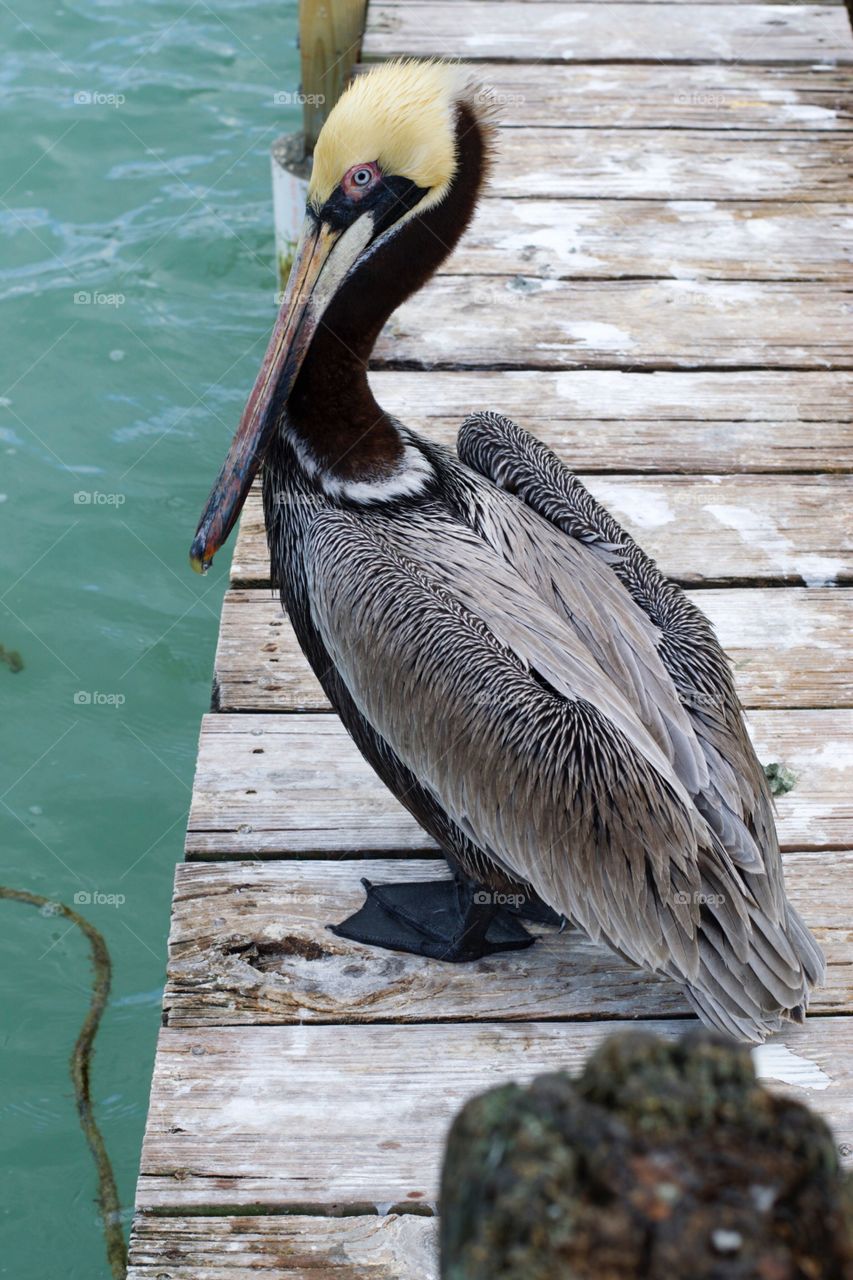 The infamous Pelicans at Robbie's in the Florida Keys 