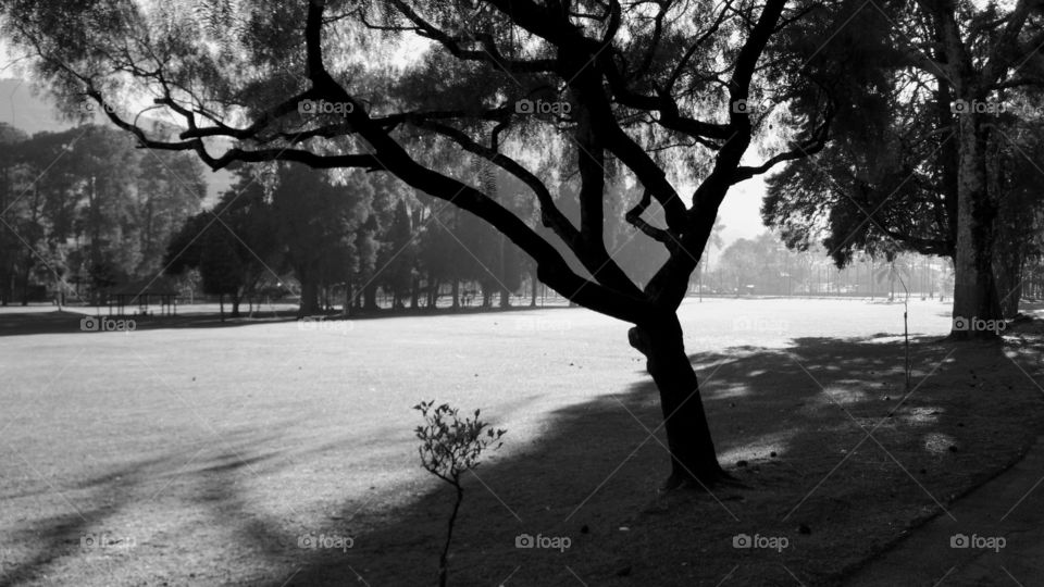 Cold dawn in a peaceful sunny park.