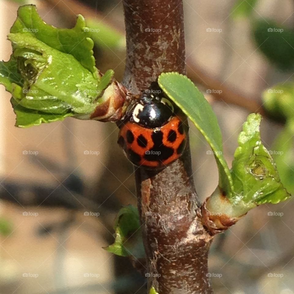 Ladybug 