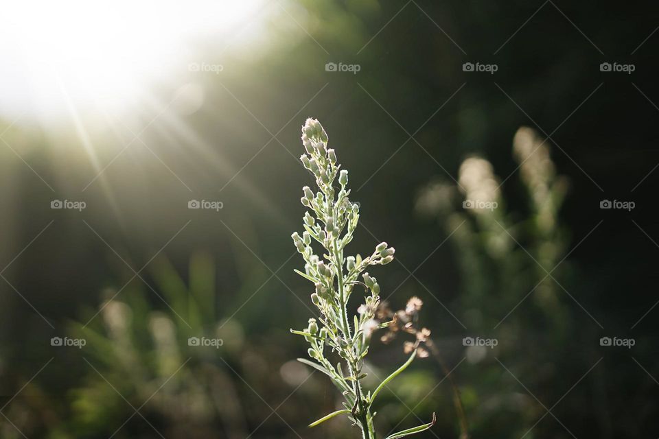 Beautiful flowers in bloom