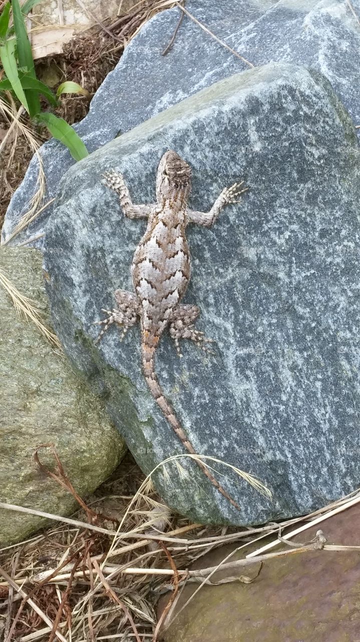 Rock lizard on a rock